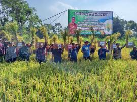 Panen Raya Padi MH II Di Padukuhan Bogor II