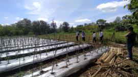 Kunjungan Panewu Kapanewon Playen di Lahan Pertanian Bumkal Manunggal Playen. 